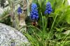 Hummel an blauer Traubenhyazinthe