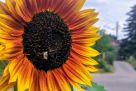 Hummel an Sonnenblume